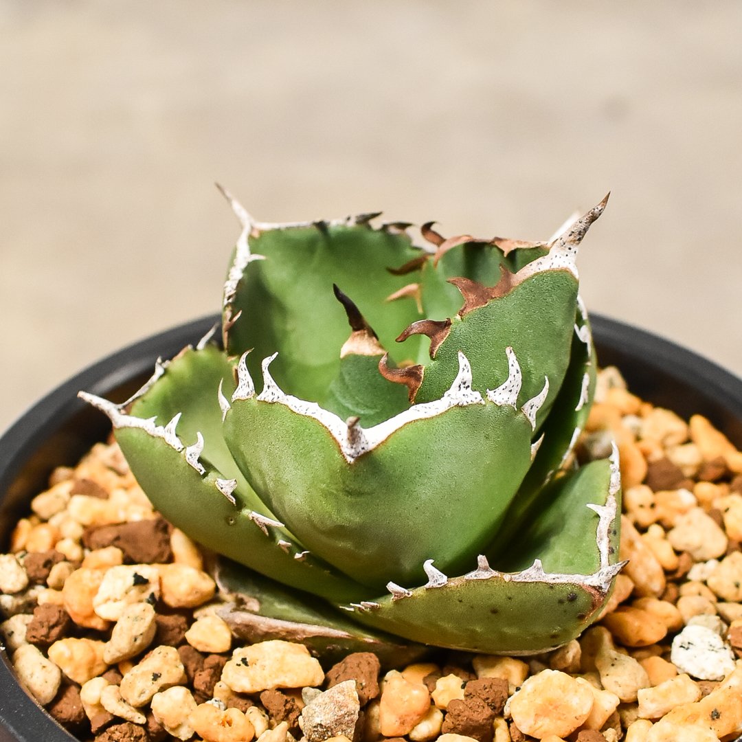 希少種❗️大型❗️アガベ 直径約30cm 希少種❗️大型❗️アガベ 直径