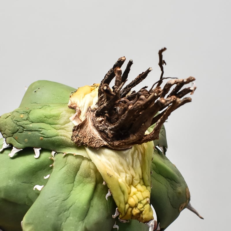 アガベ チタノタ クラブ 