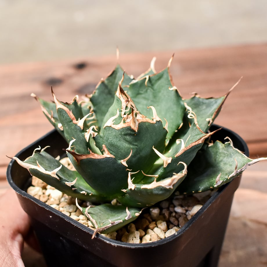 6658112750f81d0ca0cf91f3