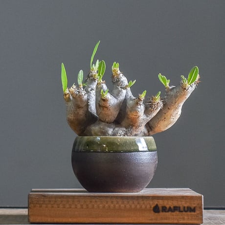 CATEGORY ブレビカリックス | RAFLUM / ラフラム｜東京、大阪の塊根