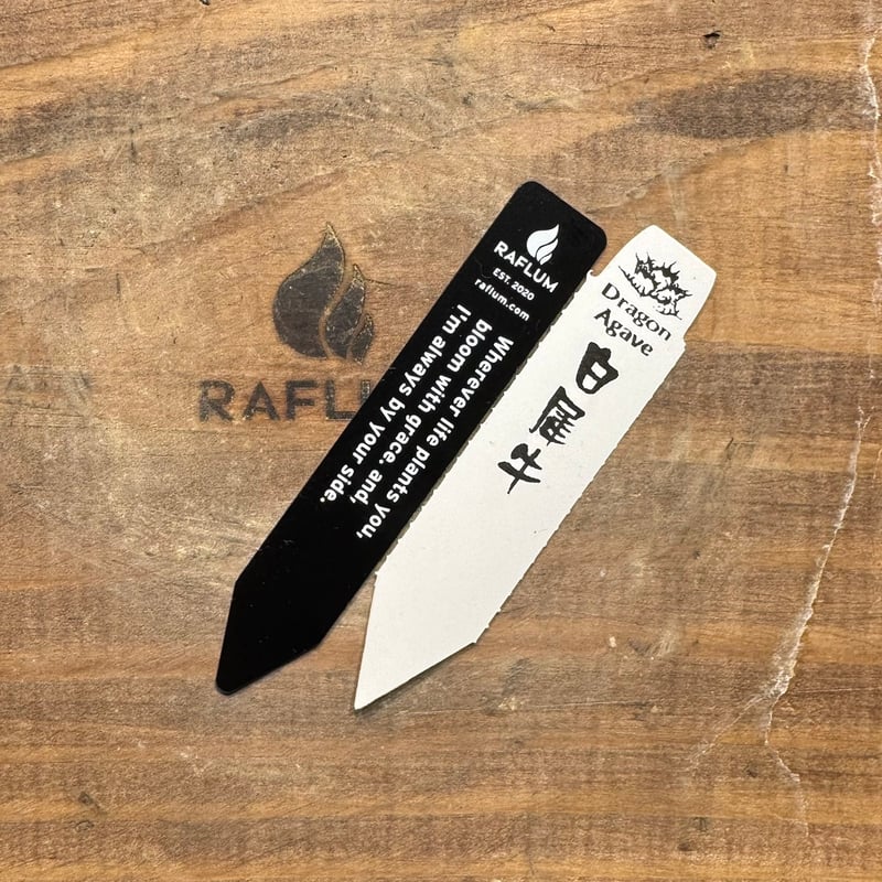 アガベ チタノタ 