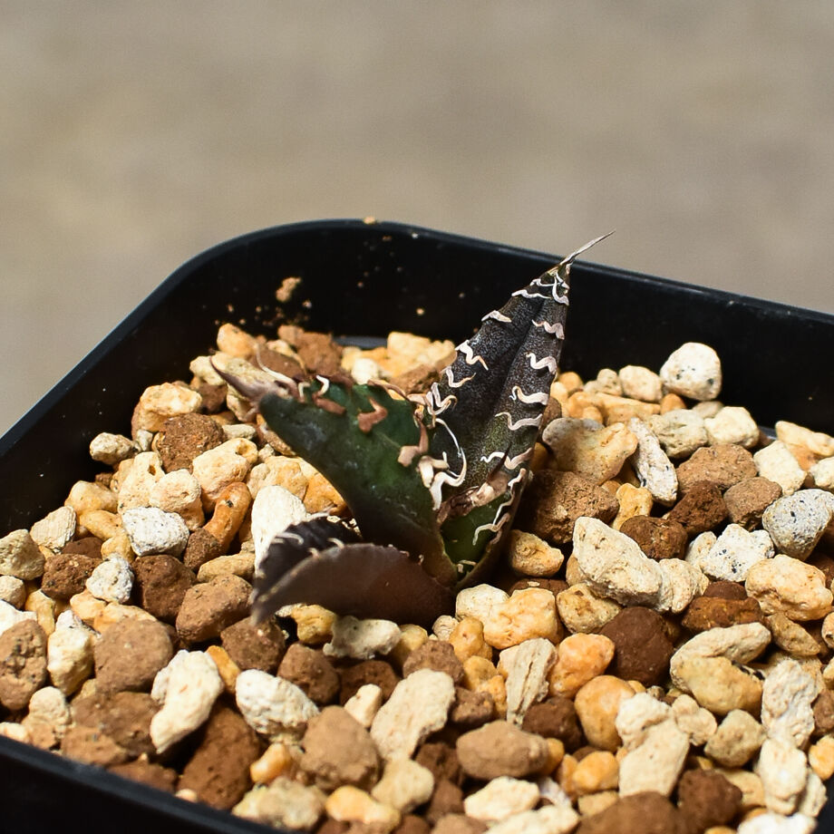 アガベ　チタノタ　シーザー　親株 アガベ チタノタ 