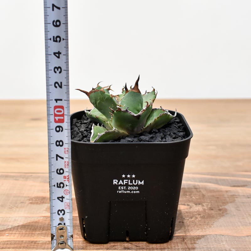 アガベ チタノタ 虎鯨 