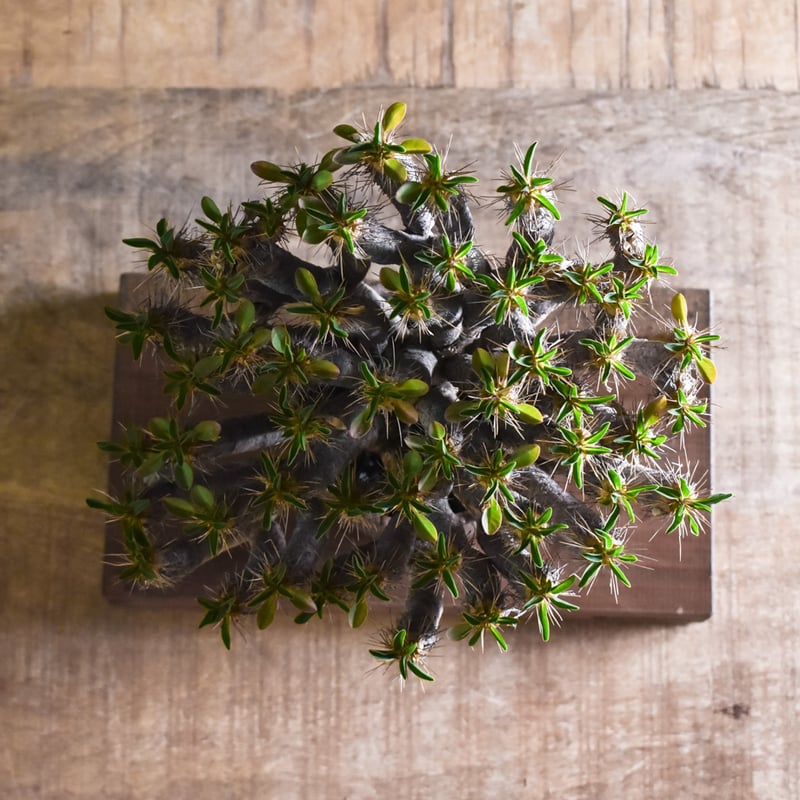 ユーフォルビア・ギラウミニアナ【イチ押し！希少な良型を厳選