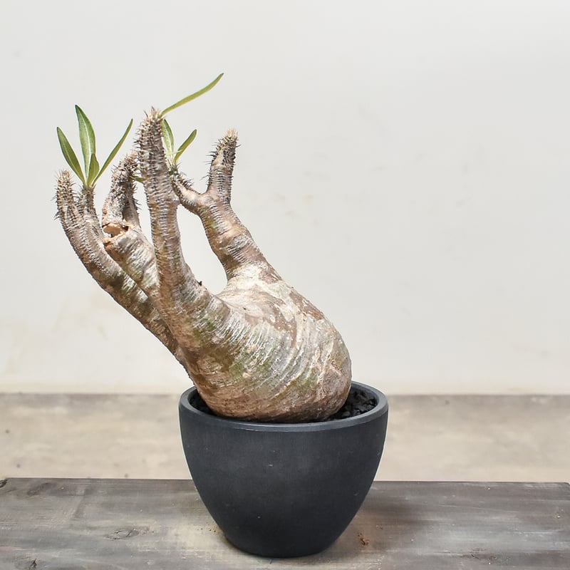 パキポディウム グラキリス (発根済み) RF231207 | RAFLUM / ラフラム｜