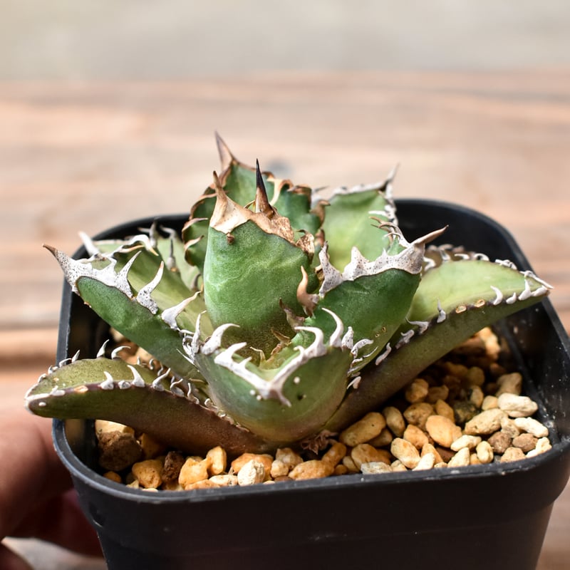 アガベ チタノタ 