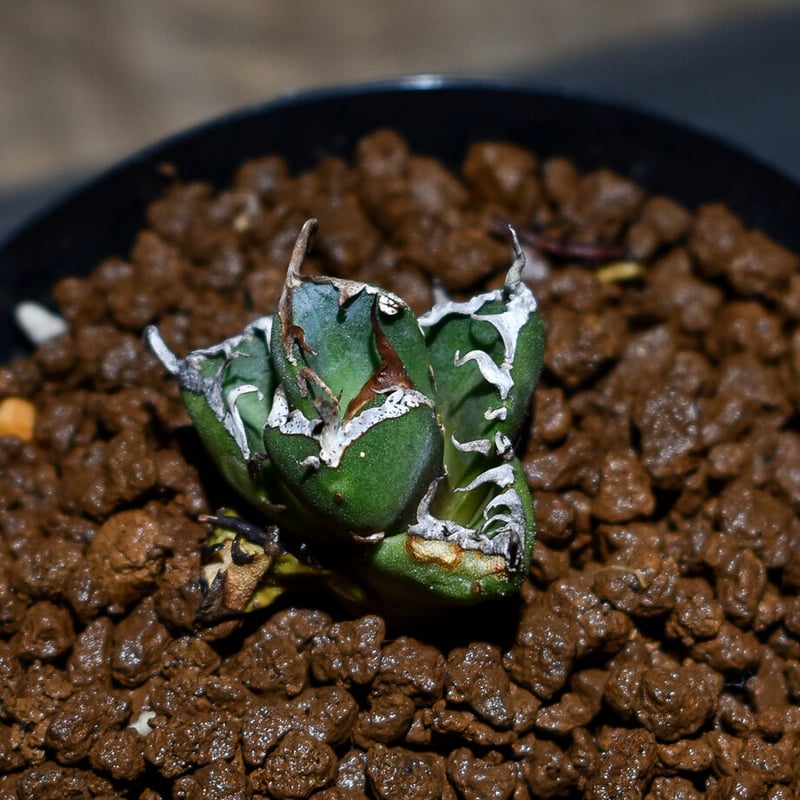 ［親株］アガベ　チタノタ　鬼爪　子株付き アガベ チタノタ 