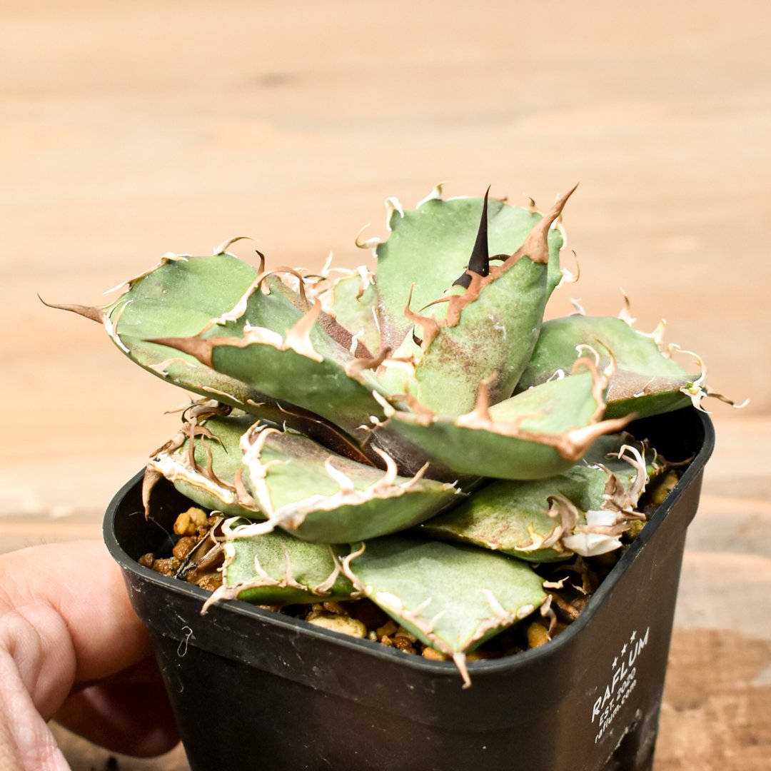 アガベ チタノタ シーザー 