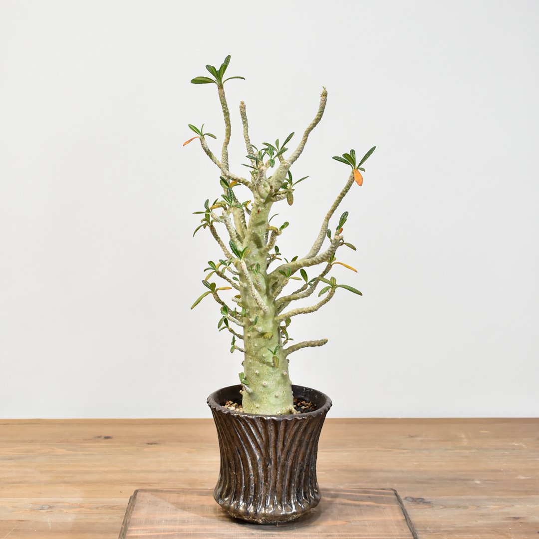 ドルステニアギガス　実生G ドルステニアギガス 沖縄実生 | mana's farm:塊根植物・アガベ・ドライ