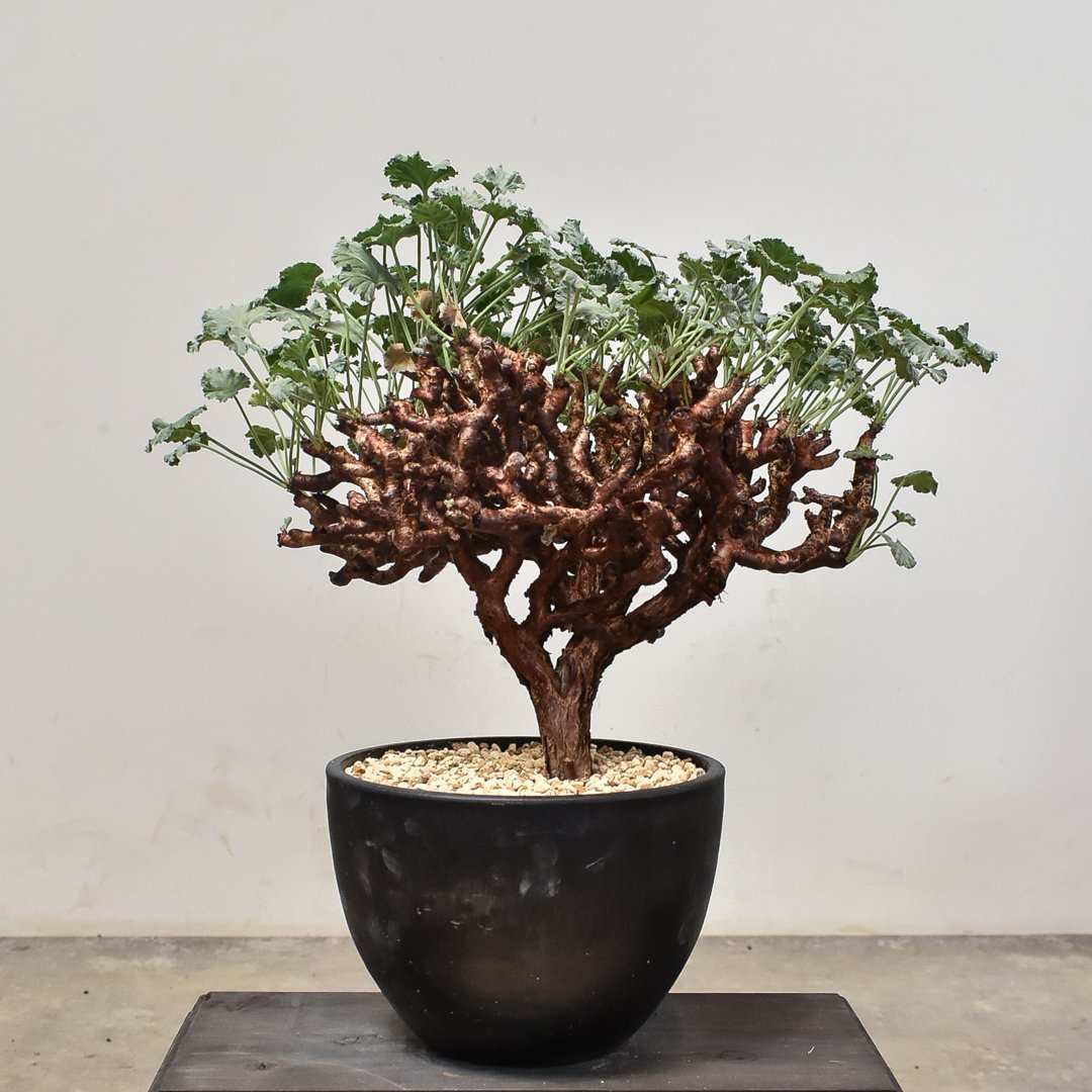 ペラルゴニウム ミラビレ 大株（発根済み）A RF231900(T