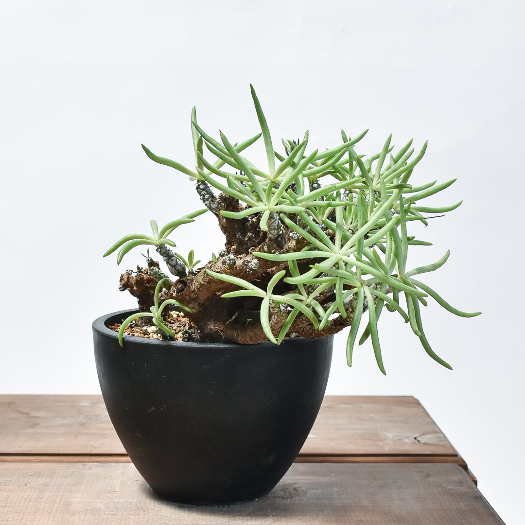 チレコドン　ペアルソニー④ 現地球　発根済み　鉢ごと発送　白象 塊根植物 チレコドン ペアルソニー 