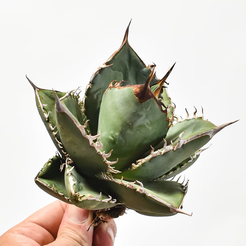 国内実生最高峰】アガベ オテロイ【OSPセレクト株 / 抜き苗 / 実生】44