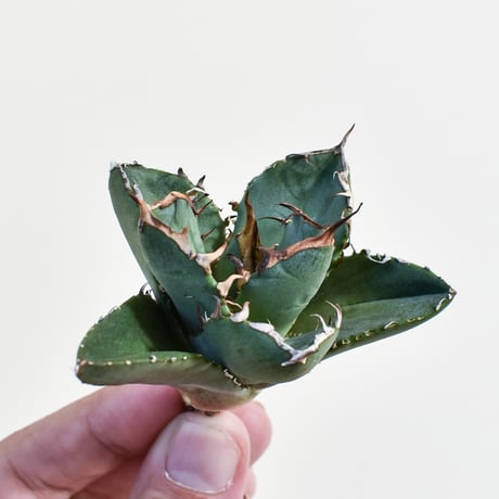 CATEGORY チタノタ 鬼爪 | RAFLUM / ラフラム｜東京、大阪の塊根植物