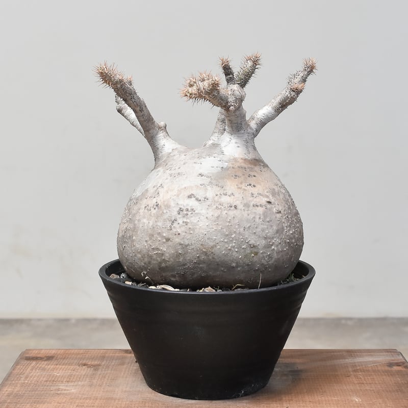 パキポディウム グラキリス (発根済み) RF232013 | RAFLUM / ラフラム｜