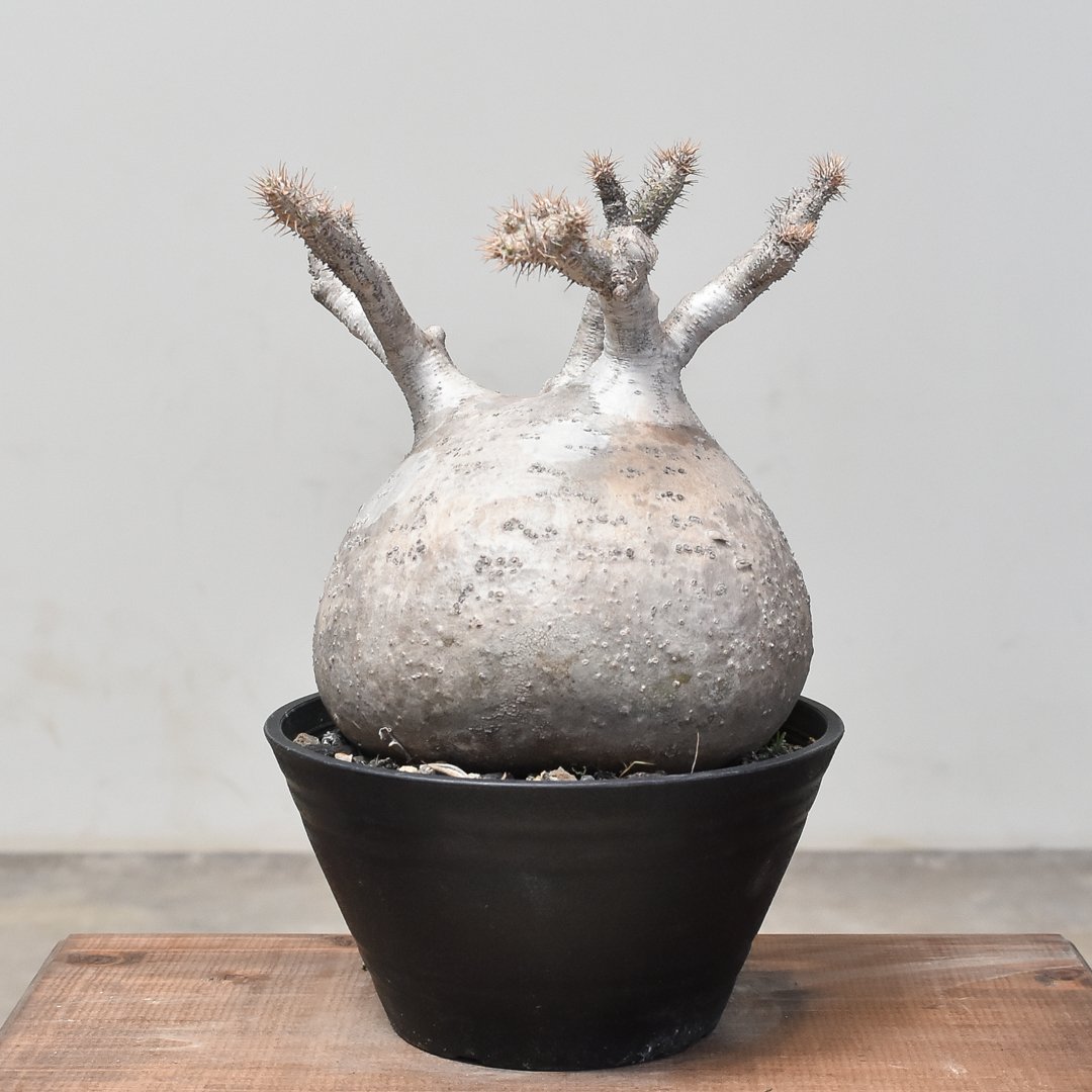 パキポディウム グラキリス (発根済み) RF232013 | RAFLUM / ラフラム｜