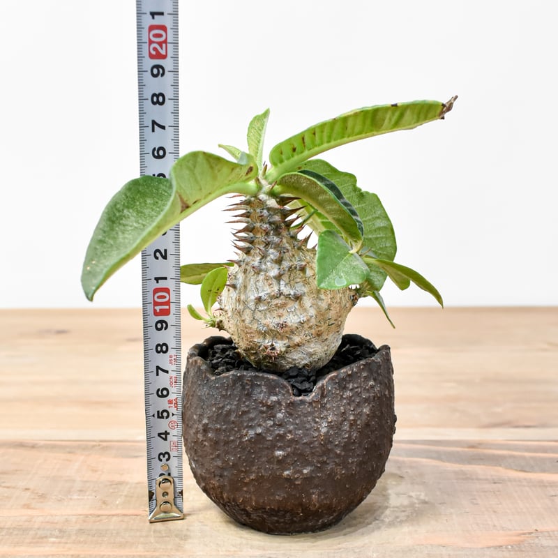 吉園芸】パキポディウム ウィンゾリー 【実生】B RFKI25011305