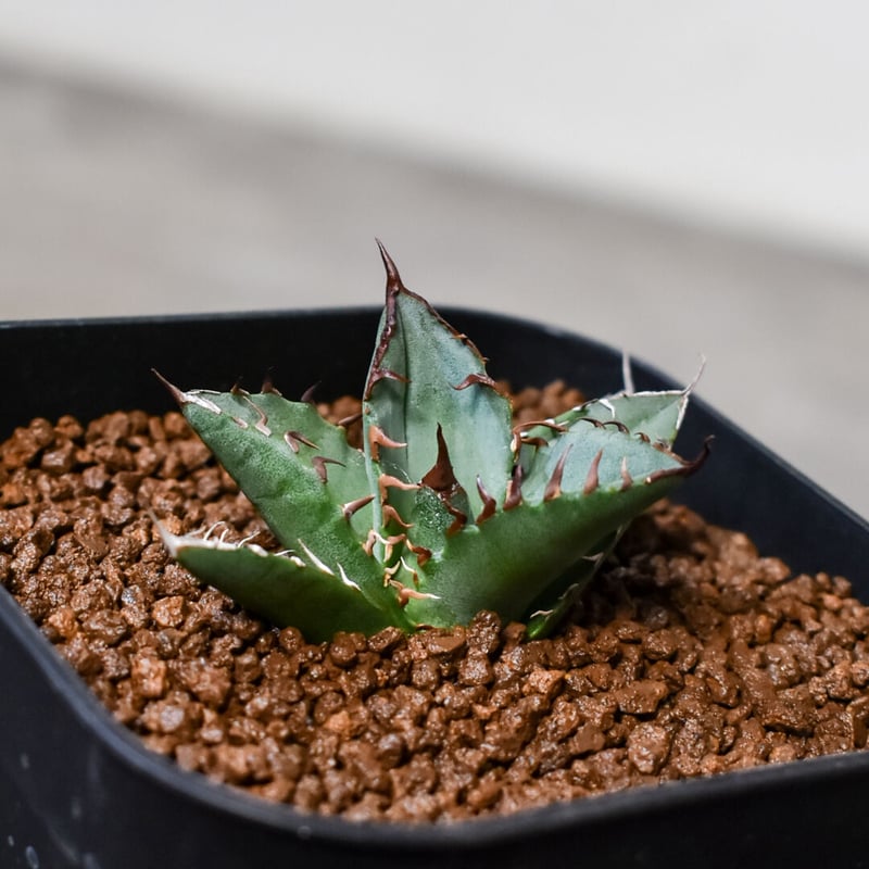 アガベ　チタノタ「レジェンド」　子株 子株】 アガベ チタノタ レジェンド ロウルサンコ産 - メルカリ