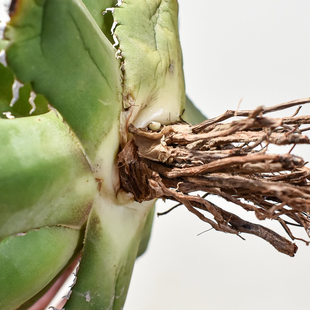 アガベセット（黒鯨・チタノタ・曲刺八雷・FO222・ソーラーエクリプス・螃蟹） アガベセット（黒鯨・チタノタ・曲刺八雷・FO222・ソーラー