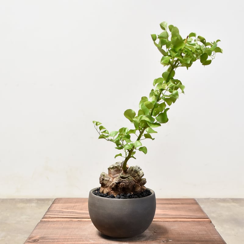 ディオスコレア・エレファンティペス 