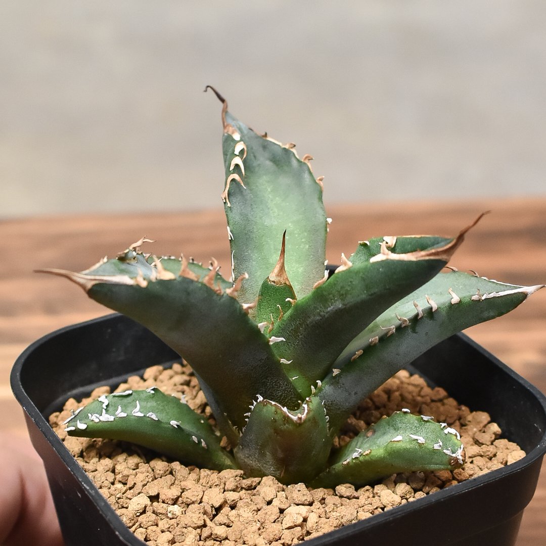 アガベ チタノタ ホワイトファイヤー 