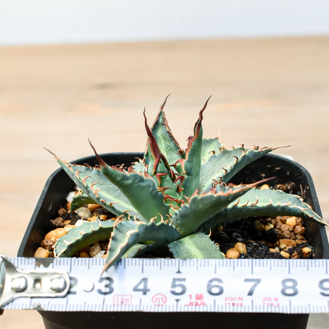 アガベ ハイブリット 