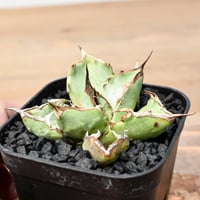 【RAFLUM育成株】アガベ チタノタ "アングリーハート" 【発根済み/中株】NI25010213