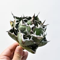 アガベ　ジェントリー　3苗 抜き苗 アガベ ジェントリー ジョーズ 抜き苗販売【お買い逃し厳禁