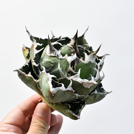 アガベ まとめ売り 5種 直子 子株 発根済み アガベセット 専用