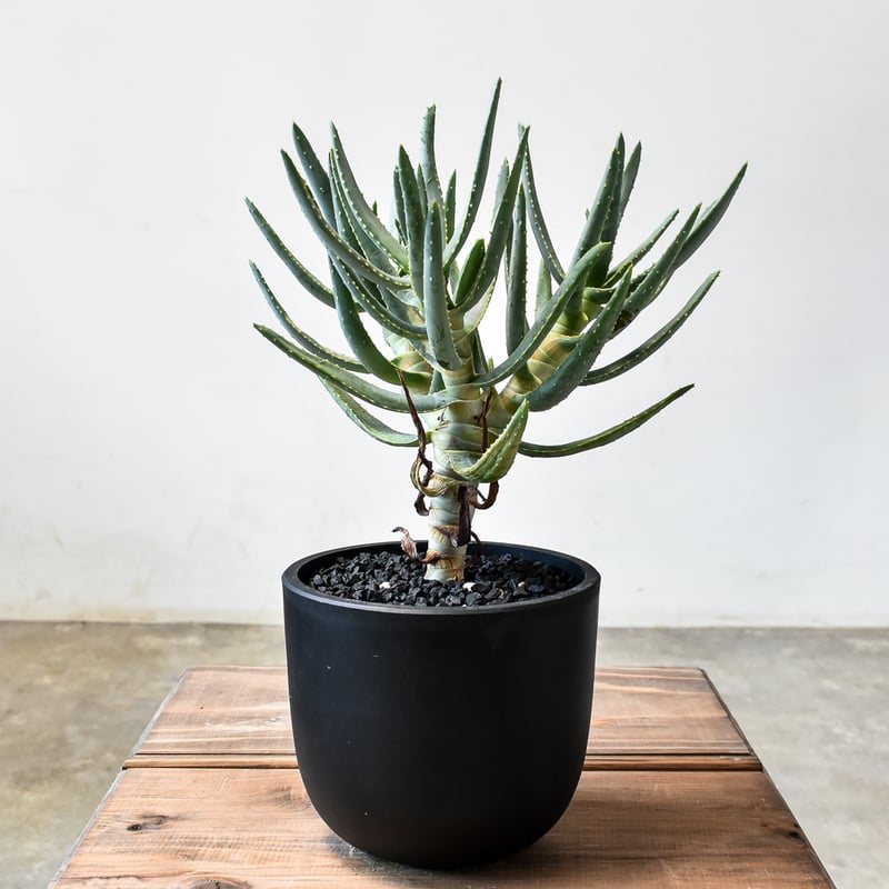 アロエ　ラモシシマ アロエ ラモシシマ【発根済み】HK2401939(T) | RAFLUM