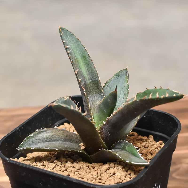 lize産 アガベ チタノタ 白火焔 ホワイトファイヤー アガベ