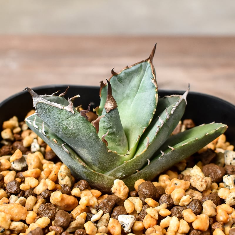 アガベ チタノタ 