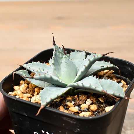 アガベ ハイブリット 日系イシスメンシス×象牙妖炎（陽炎エボリ）【台湾botanical_seeker産】RF25011384