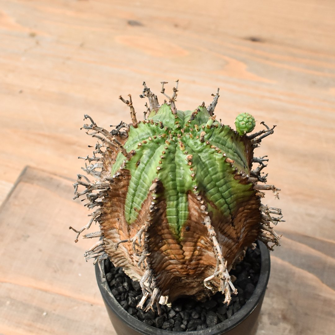 激渋 ユーフォルビア オールド ホリダ 激渋 ユーフォルビア オールド ホリダ ユーフォルビア ホリダ