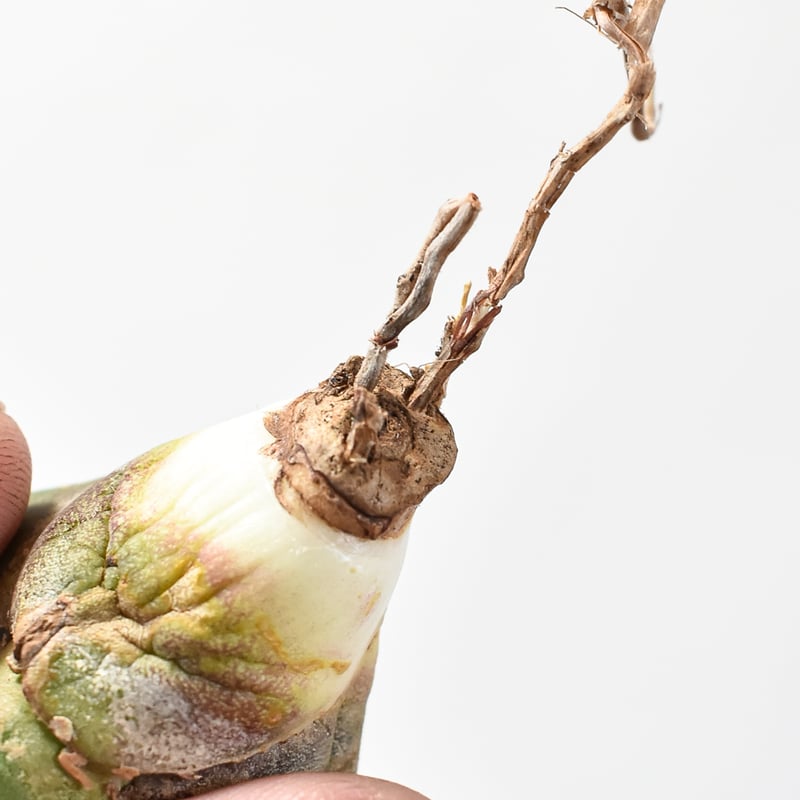 レア品種】アガベ チタノタ 