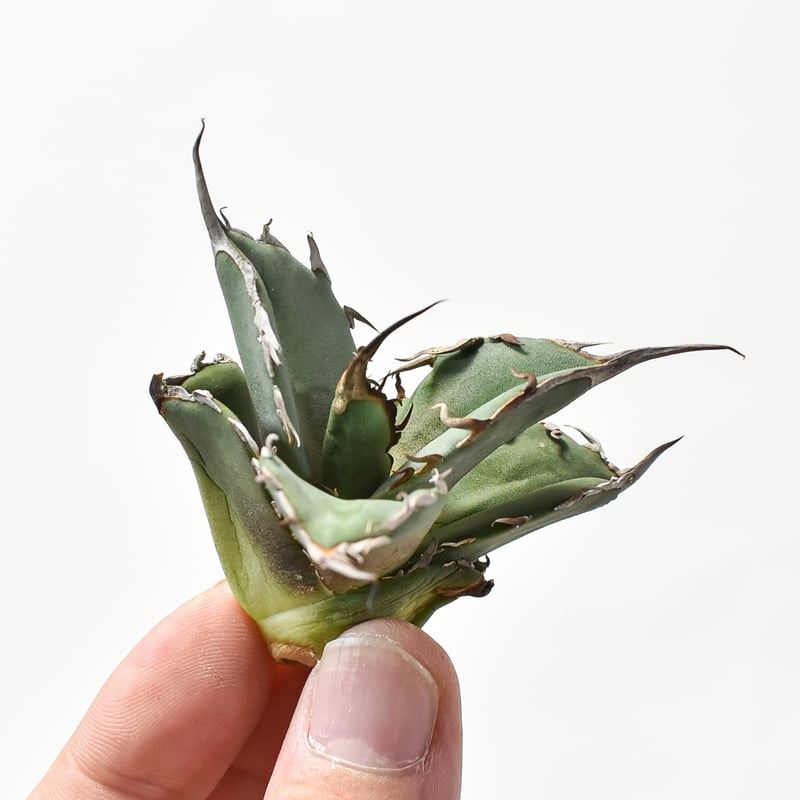 アガベ チタノタ DENNIS020【台湾 dragon agave産/抜き苗/子株】D D