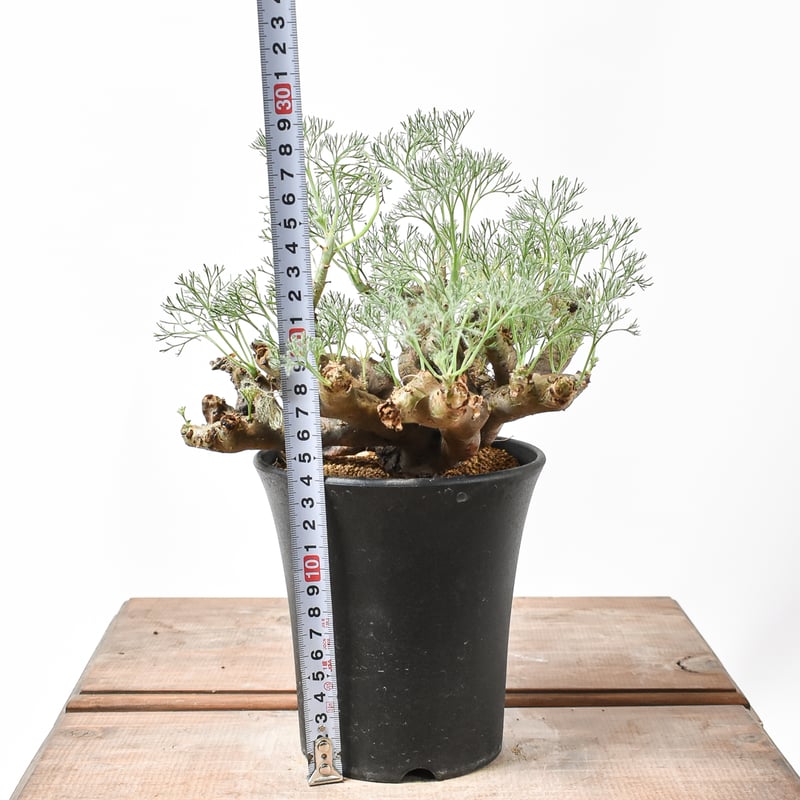 サルコカウロン ムルチフィズム 