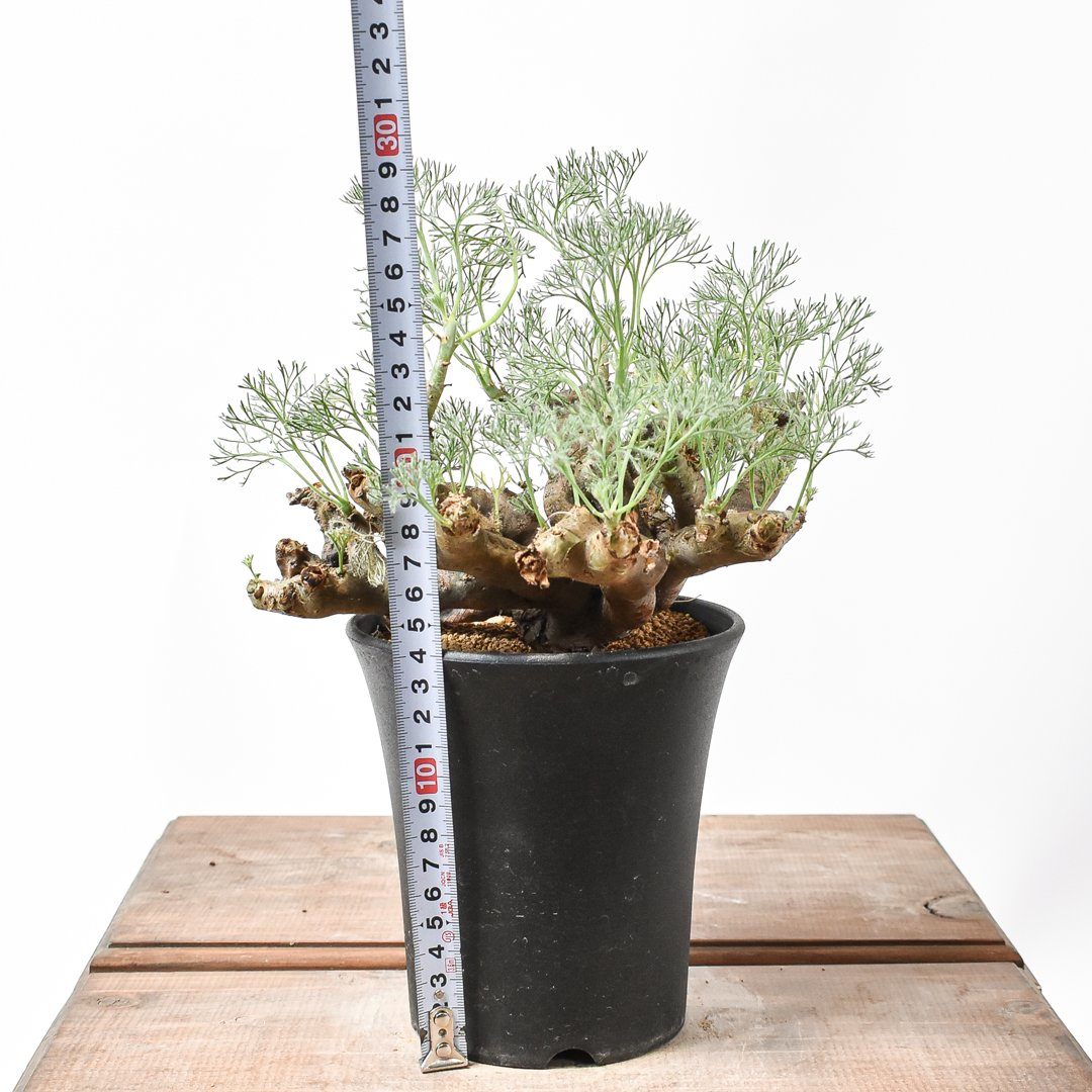 サルコカウロン　ムルチフィズム 250826 25 サルコカウロン ムルチフィズム 250826 25 楽天市場】☆特価