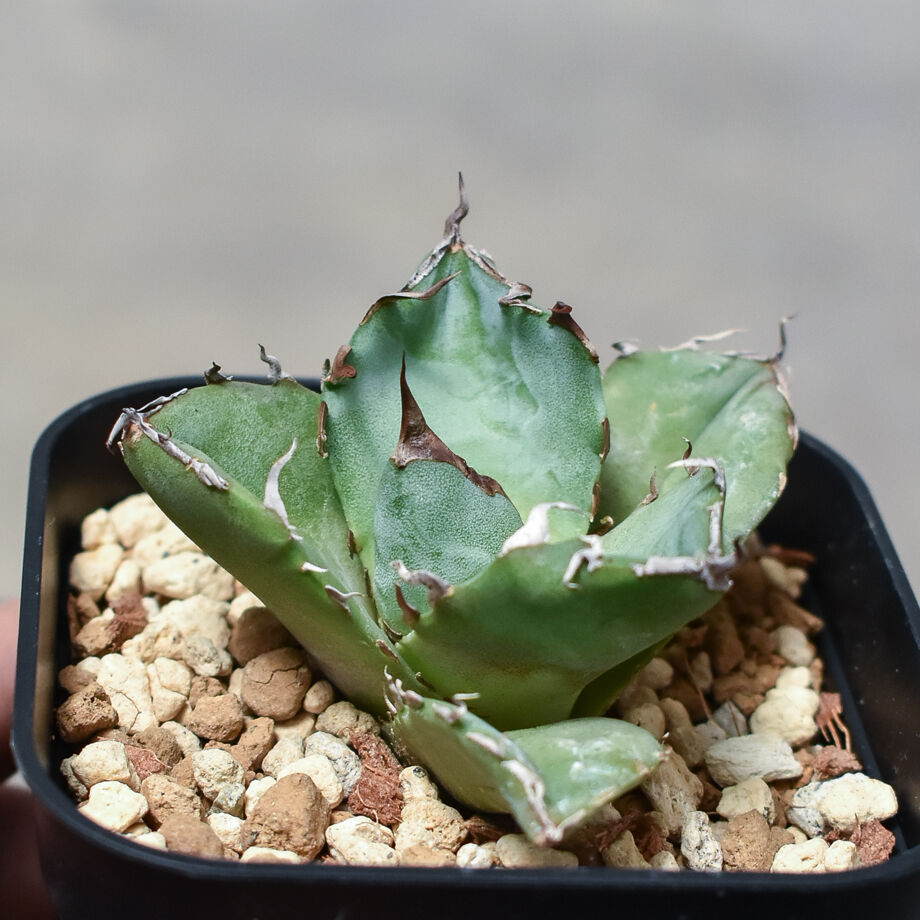 アガベ チタノタ 