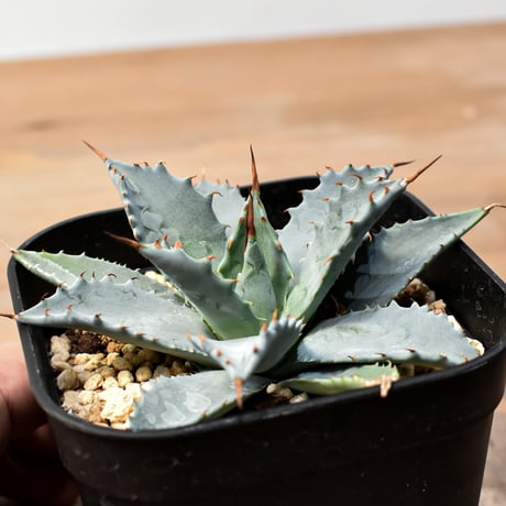 アガベ ハイブリット 日系イシスメンシス×象牙妖炎（陽炎エボリ）【台湾botanical_seeker産】RF25011405