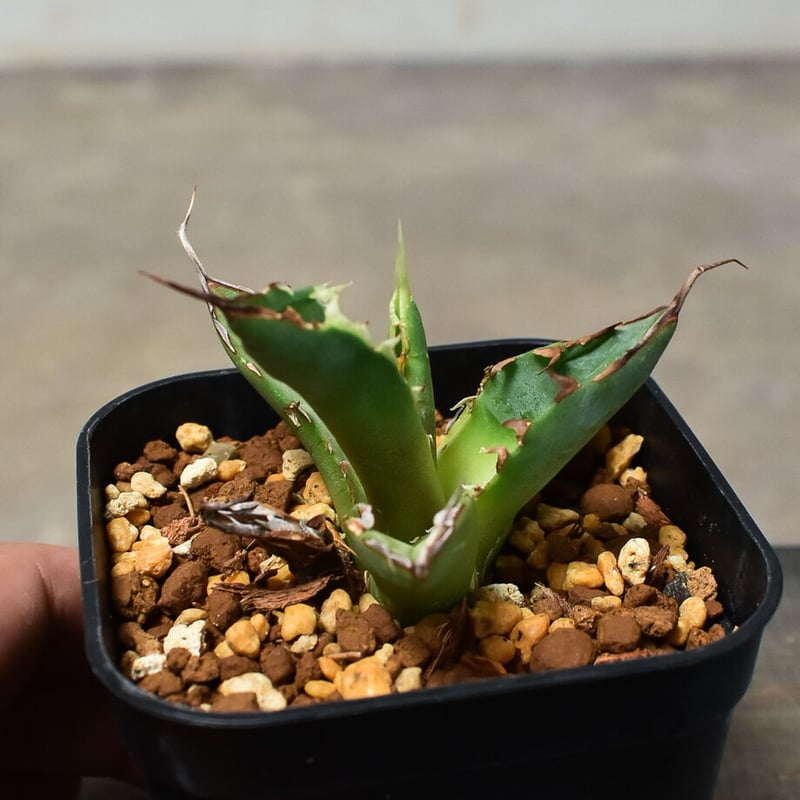 Agave  titanota  'Hades' 恐竜牙歯  黒帝斯