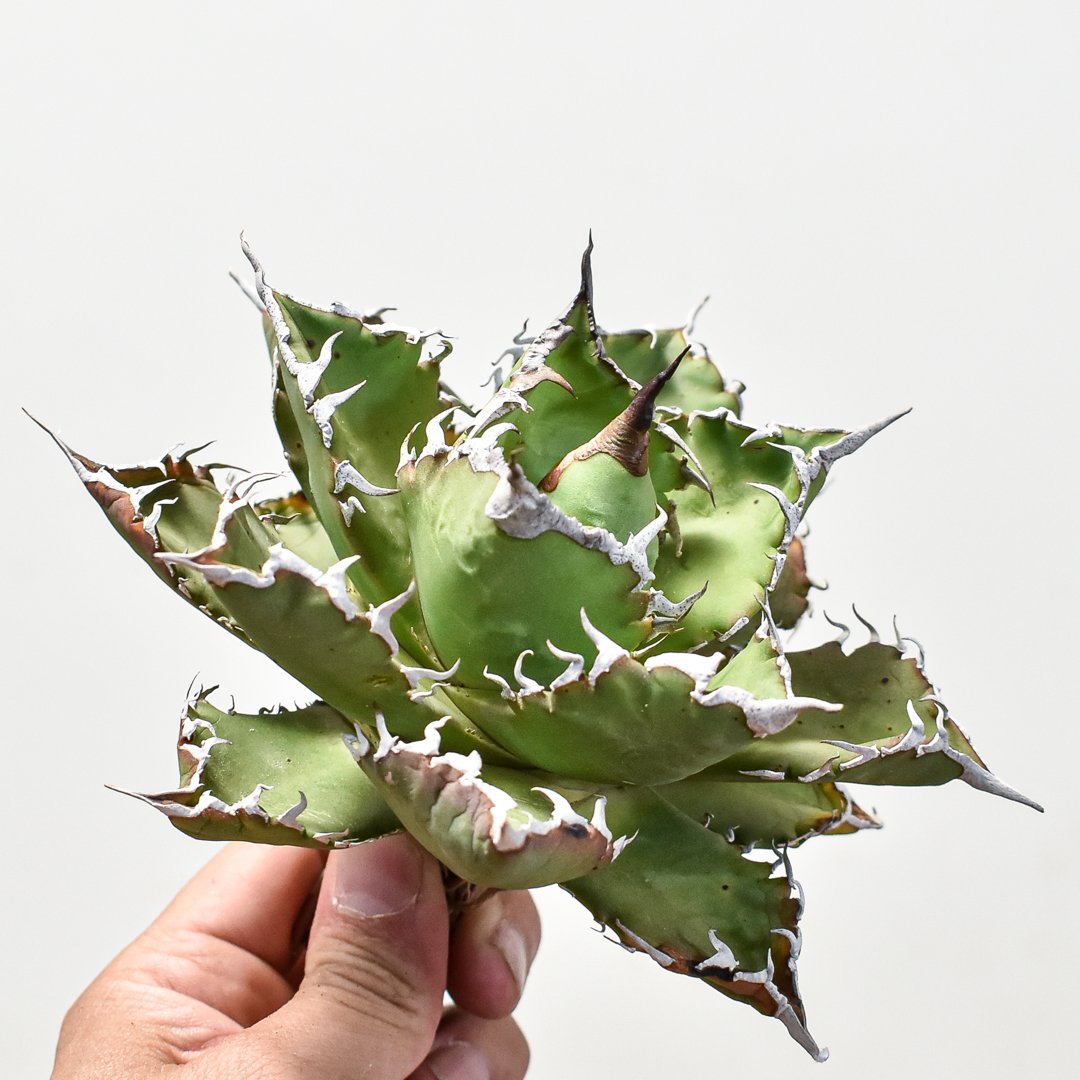 アガベ チタノタ ソーラーエクリプス 