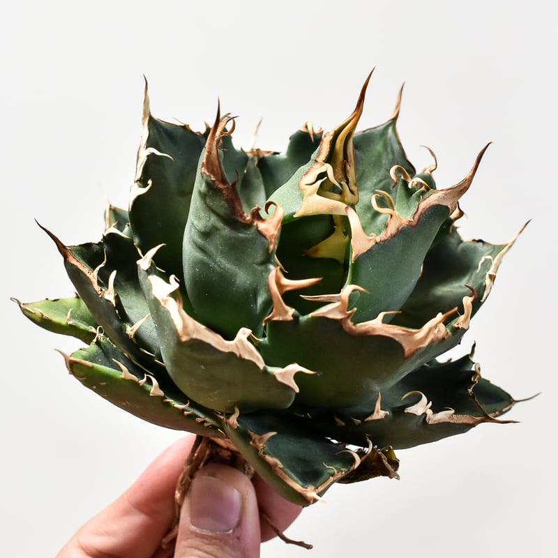 アガベ チタノタ 