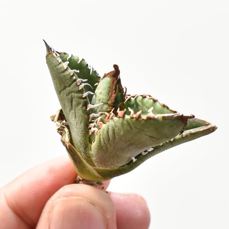 CATEGORY アガベ チタノタ 麻花龍 | RAFLUM / ラフラム｜東京、大阪の