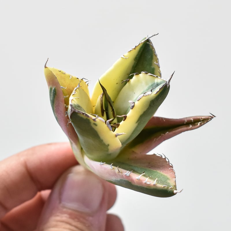 【良苗】アガベ　カリフォルニア　チタノタ　スナグルトゥース　親株販売 楽天市場】観葉植物/[ザ・ファームセレクト][送料無料]アガベ