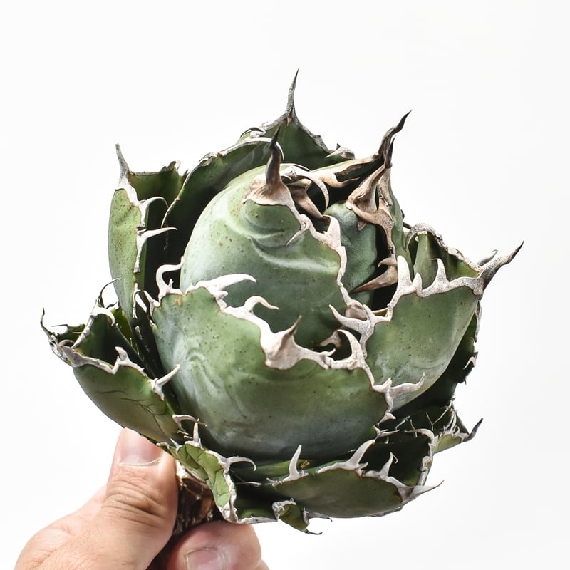 アガベ　チタノタ【白鯨】イラン輸入株　特大　強刺 71YcCwIvPzL._UF350,350_QL50_.jpg