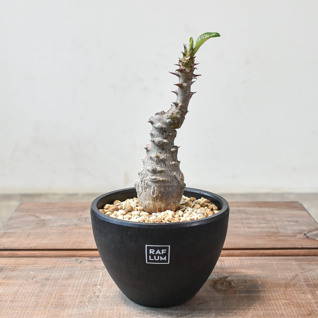 実生株　パキポディウム ウィンゾリー⑥ 実生株パキポディウム ウィンゾリー⑥