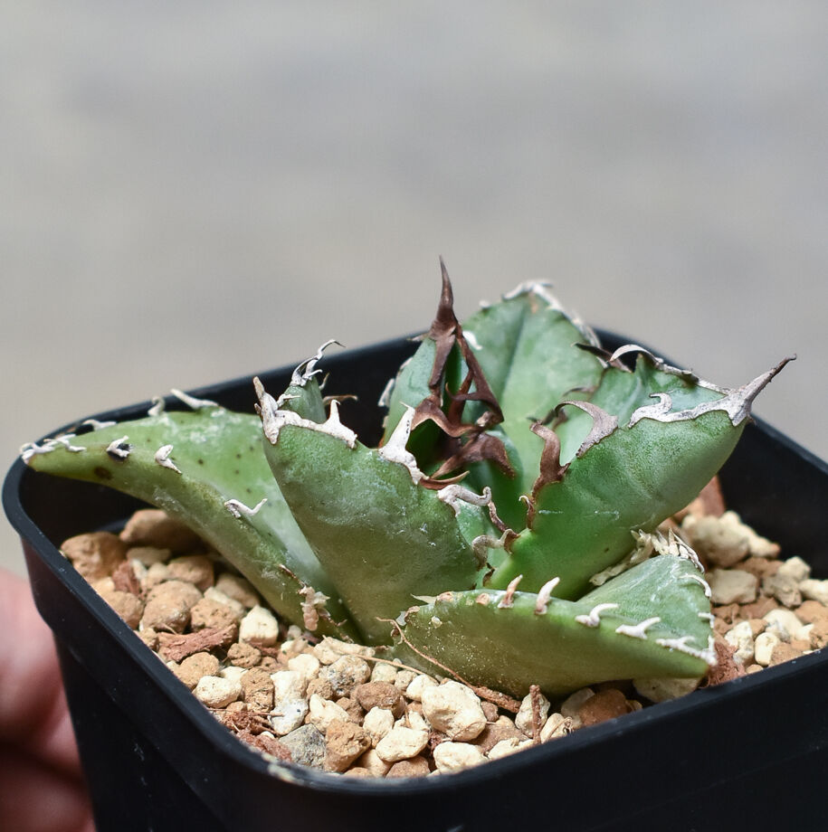 アガべチタノタ　白豪刺　親株+子株2付き アガべチタノタ 白豪刺 親株+子株2付き アガベ チタノタ 白豪刺