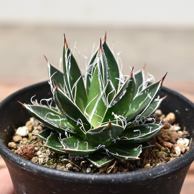 アガベ フィリフェラ 