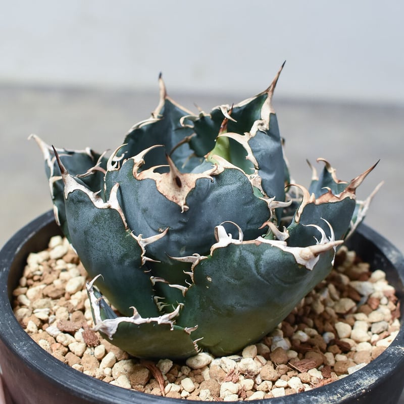 アガベ 親株出品 ブツブツ　ノーネーム アガベ・チタノタ（ノーネーム）004｜agave titanota No Name
