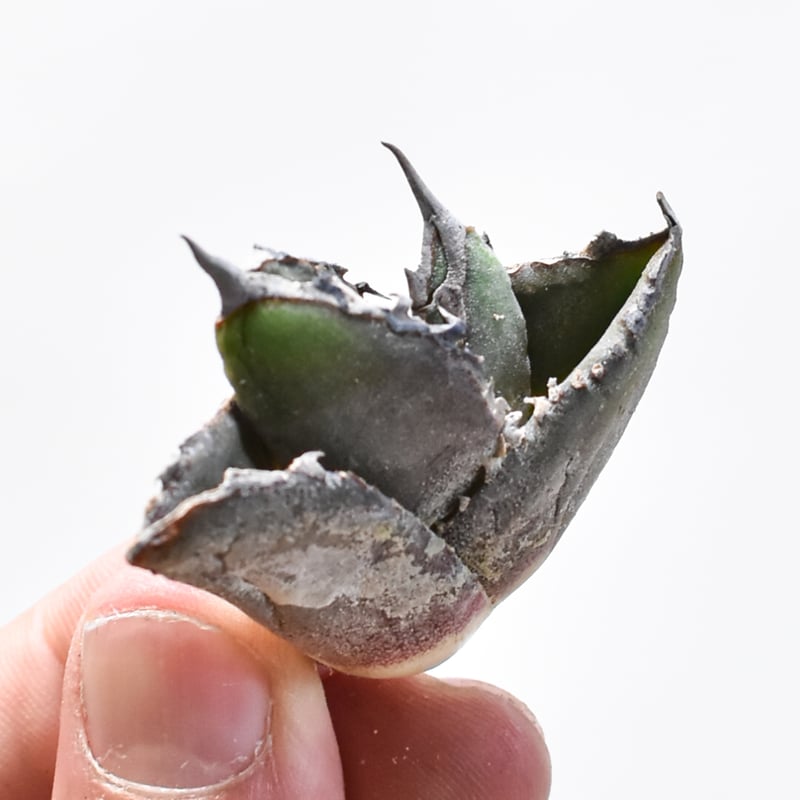 アガベ チタノタ　包心龍　台湾　子株 アガベ チタノタ 